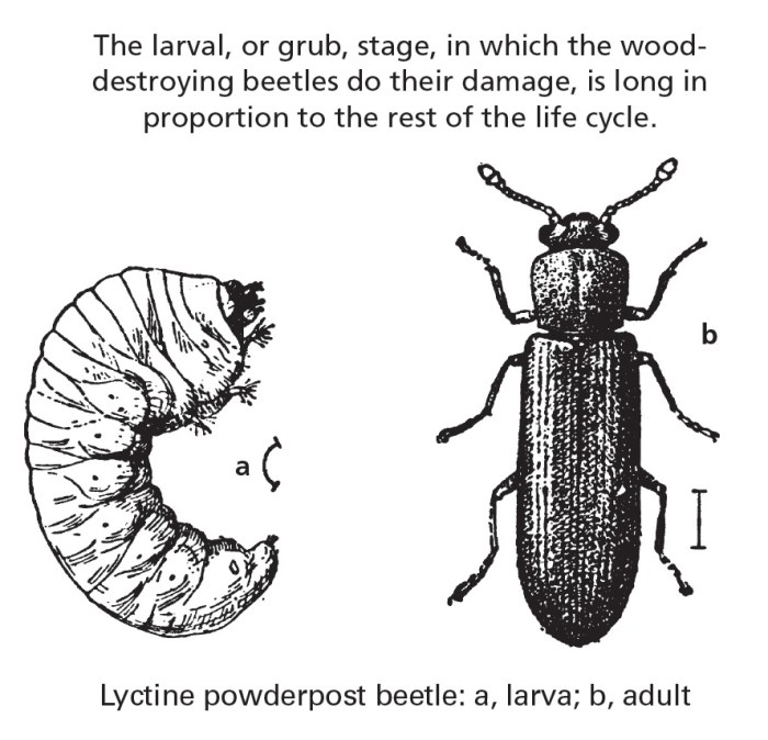 Pest stored regions southern insect fumigation aeration